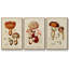 Mushroom Variétés I - ensemble de 3 reproductions sur toile-97708643-97708646
