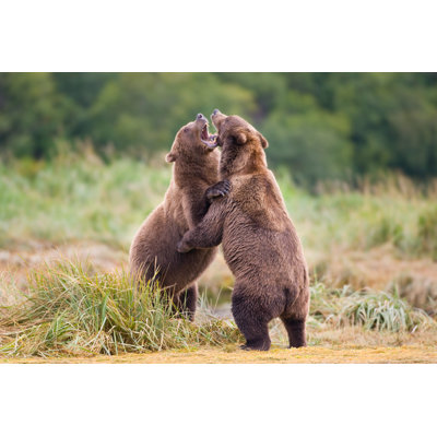 Grizzly Bears Sparring - Wrapped Canvas Print