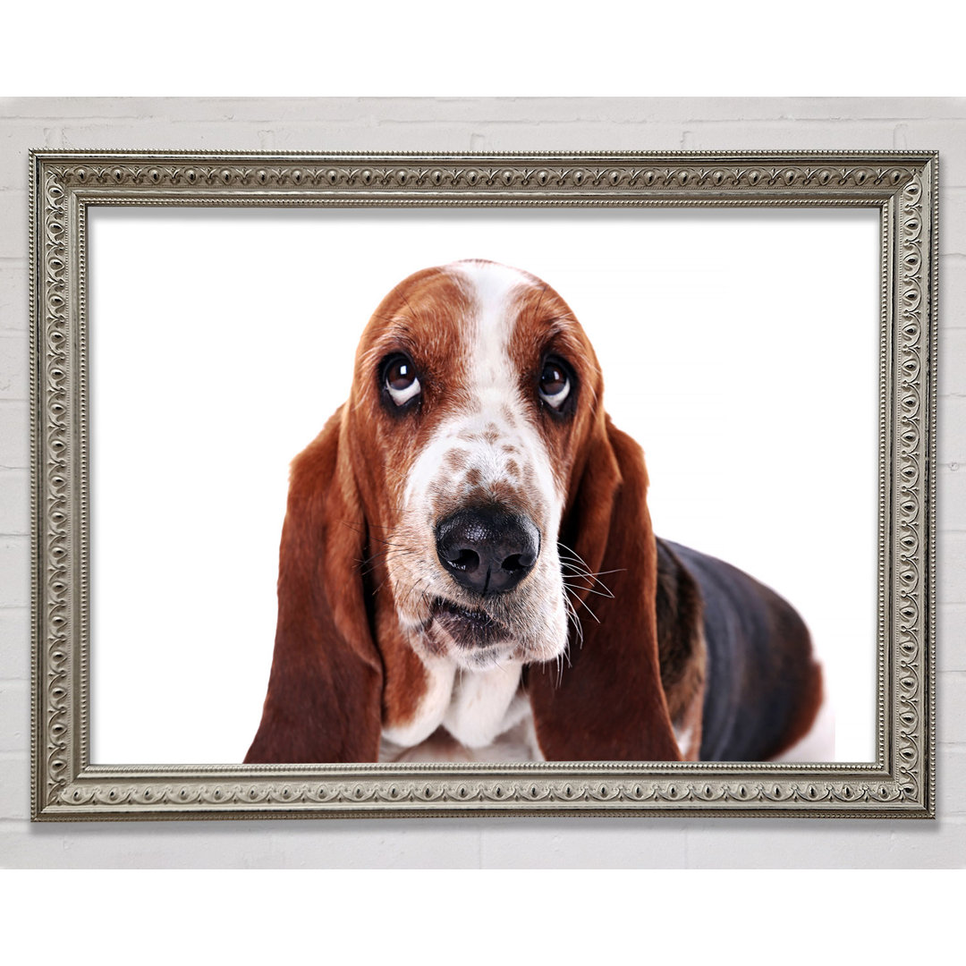 Basset Hound Look - Einzelner Bilderrahmen Kunstdrucke