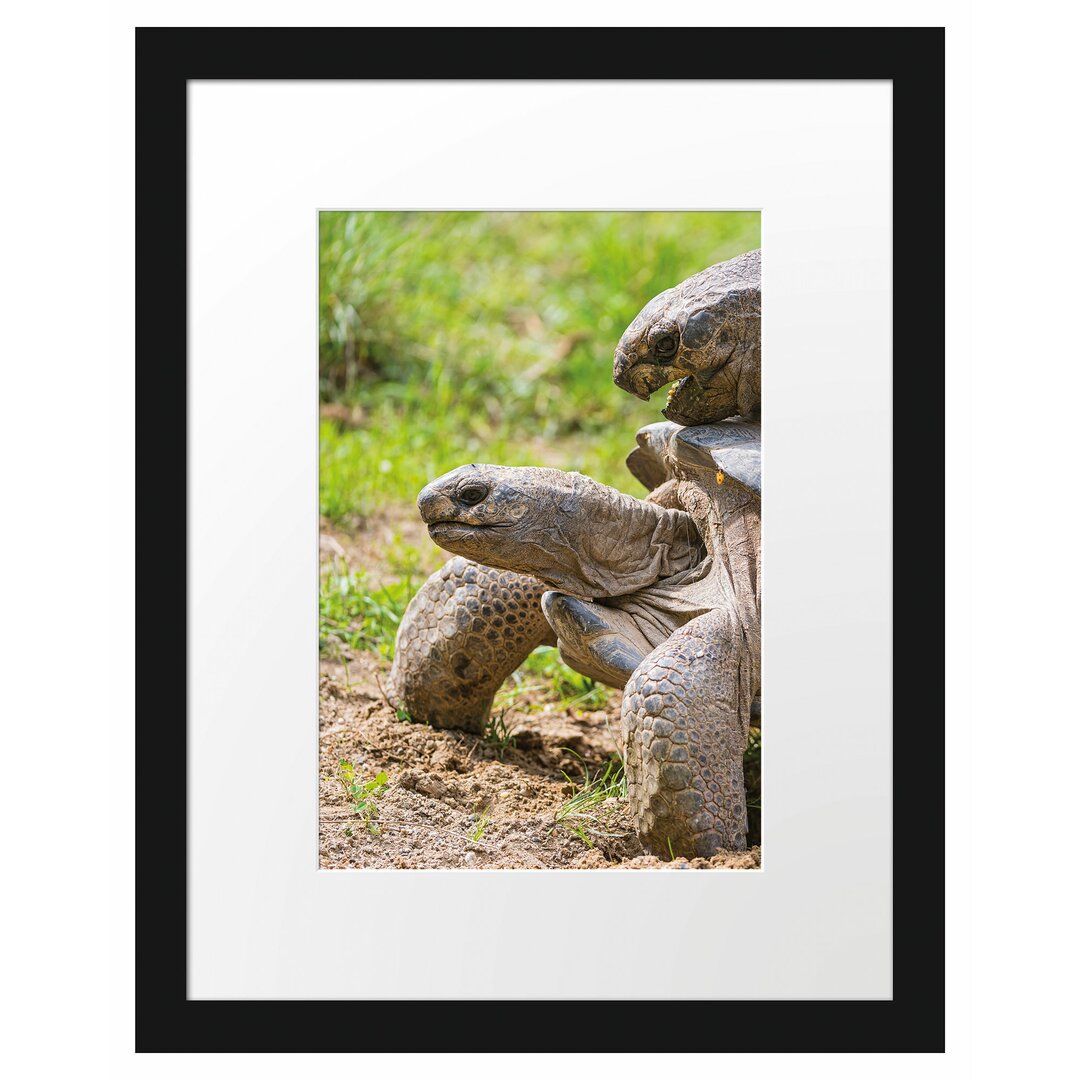 Gerahmtes Poster Liebevolles Schildkrötenpaar