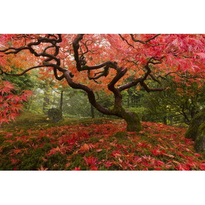 Japanese Maple - Wrapped Canvas Print