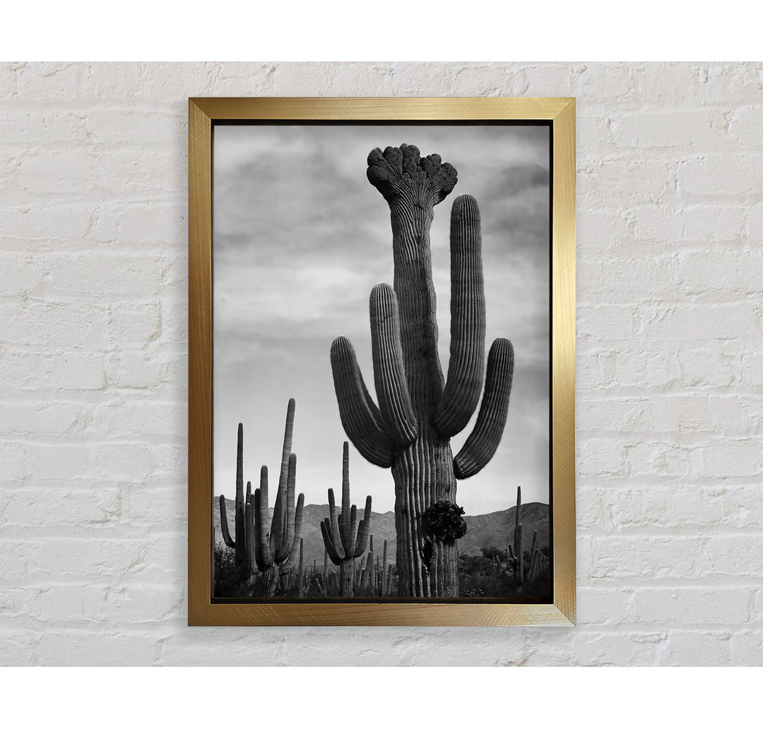 Kaktus im Saguaro National Monument in Arizona B N W von Ansel Adams - Einzelne Bilderrahmen Kunstdrucke