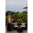 Hammered Black Pyramid Propane Patio Heater with Protective Cover