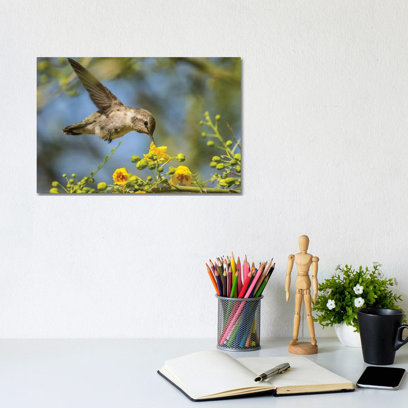 USA, Nevada, Bird Viewing Preserve. Female Costa's Hummingbird Feeding. by Jaynes Gallery - Wrapped Canvas Gallery-Wrapped Canvas Giclée