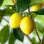 Faux Lemon Tree in Pot