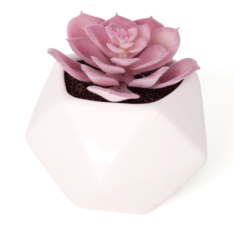 Primrue - succulente artificielle Echeveria