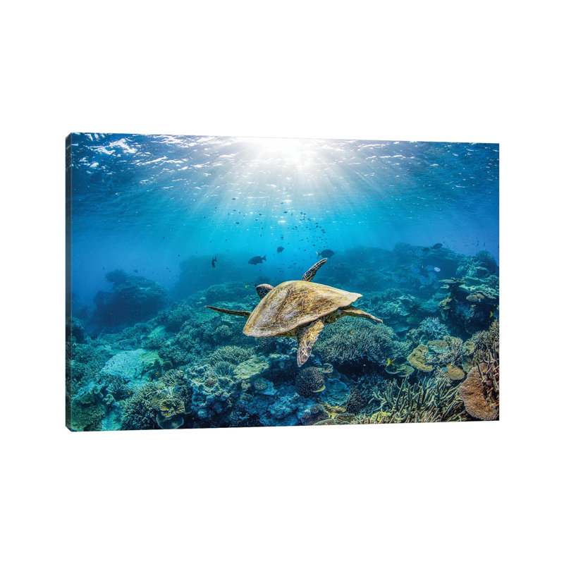 Reef Glider by Jordan Robins - Wrapped Canvas Print, 66.04 cm H x 45.72 cm W x 3.175 cm D