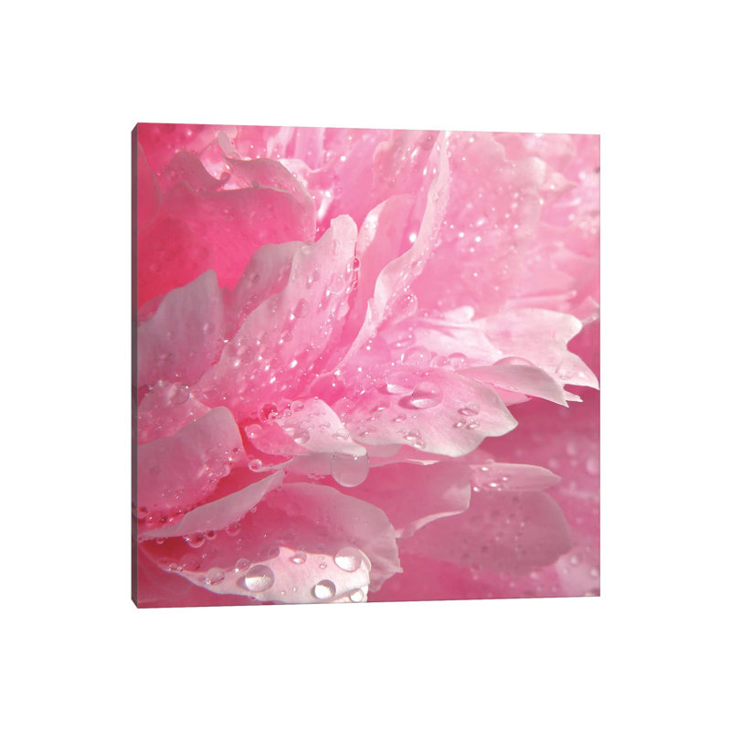 Peony With Raindrops - Wrapped Canvas Print, 93.98 cm H x 93.98 cm W x 1.91 cm D