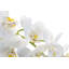 Wesley Realtouch Orchid in Cement Planter
