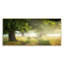 Foggy Morning Old Oaks - photographie sur toile-317604265-317604268
