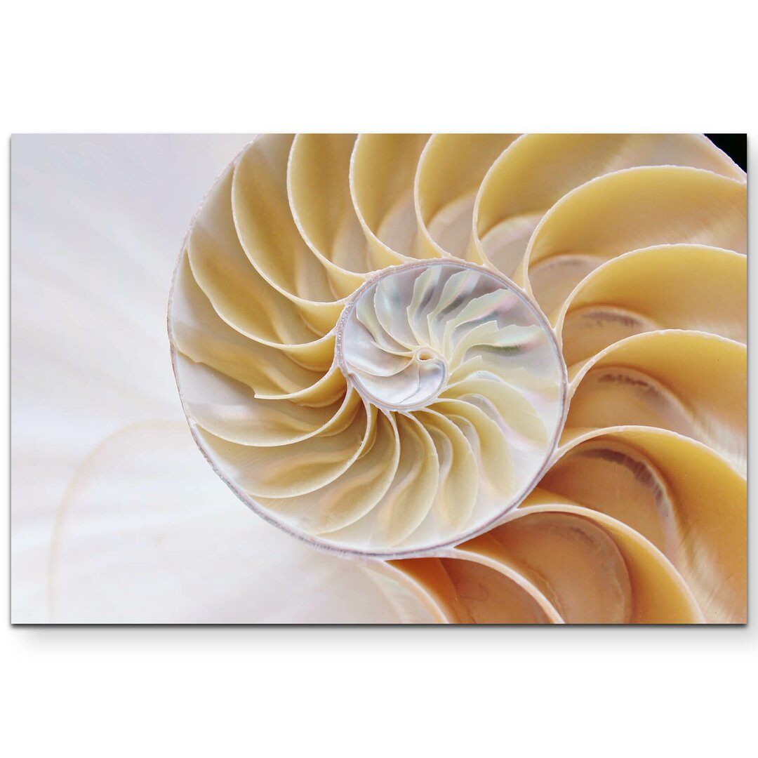 Leinwandbild Nautilus Muschel