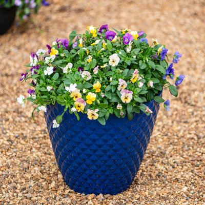 Cassarah Pot Planter