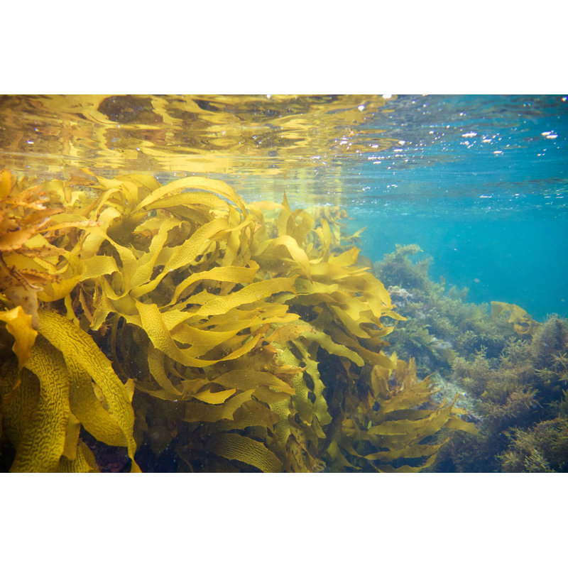 Sea Weed Reflection par Searsie, H 20 po x l 30 po