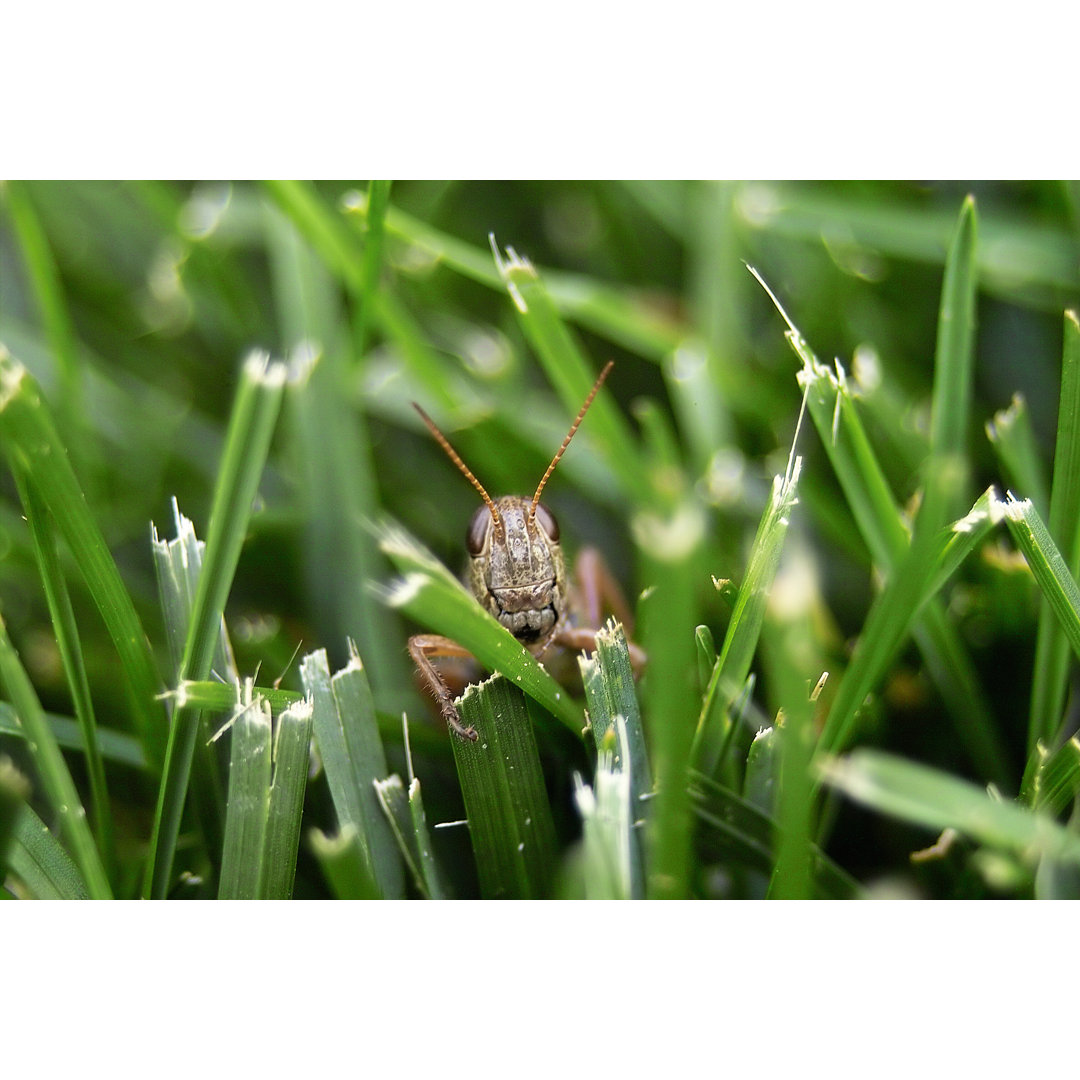 Grashüpfer im Gras