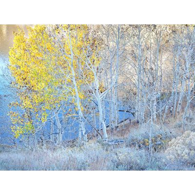Autumn Aspen Grove Along Lakeshore Print by Bruce Heinemann