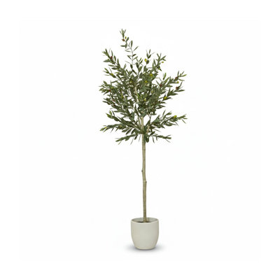 157cm Plant