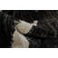 Tapis ivoire / noir Avyaan-724207942