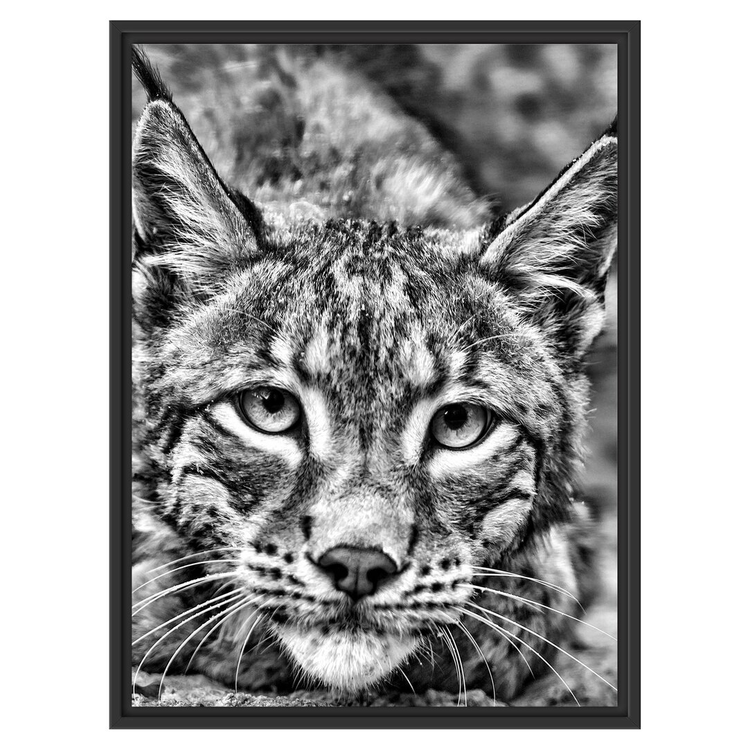 Gerahmtes Wandbild wachsamer Luchs