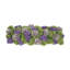 Sedum Arrangement in a Rectangular Wood Planter-1271657807