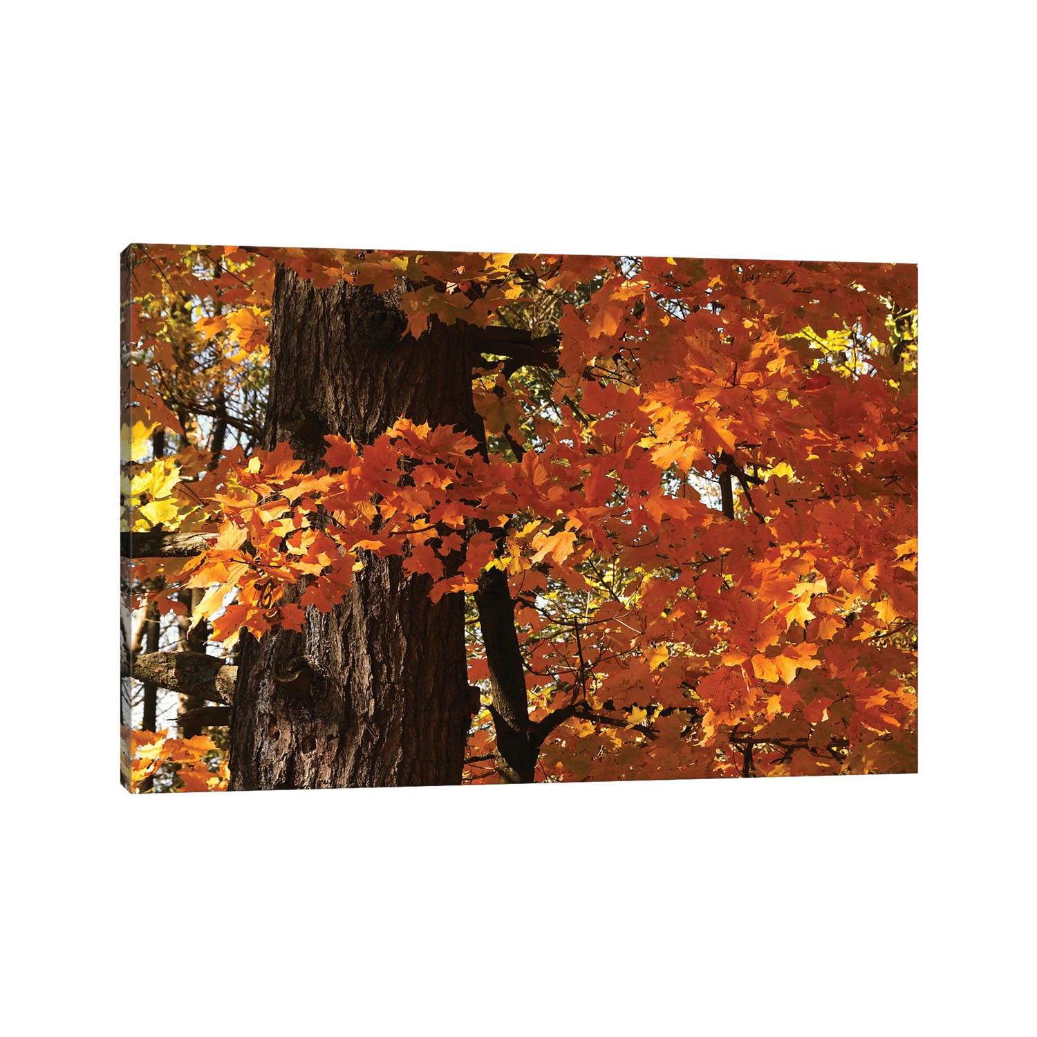 Print Maple 17 Stories Maple Leaves by - Art Prints on | Wayfair.co.uk