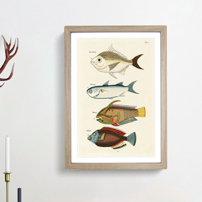 East Indies Fish Illustrations Fol. 2 by Louis Renard - Picture Frame Painting Print, Oak Framed, 36cm H x 27cm W x 2cm D