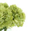 Hydrangea Bouquet-1894723918