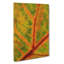 Map Of A Leaf - Wrapped Canvas-56667725