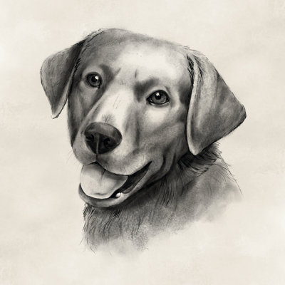 Charbon Labrador II