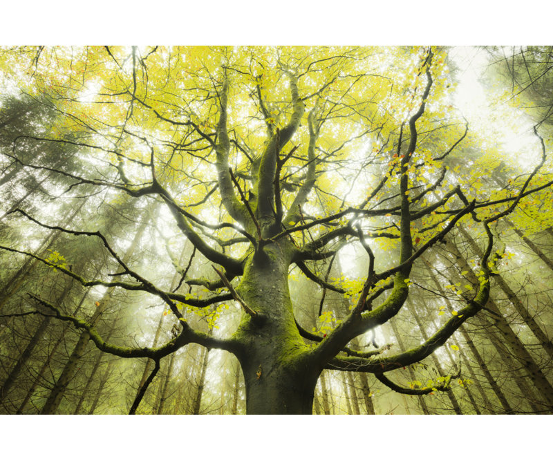Wrapped Canvas Print, 50.8 cm H x 76.2 cm W
