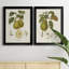 Vintage Pears III - ensemble de 2 impressions sur toile encadrées-175020758-175020759