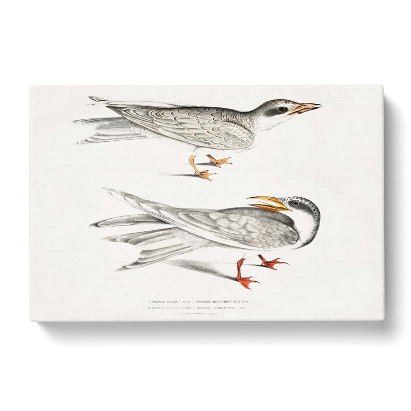Illustration Of Tern Birds by John Edward Gray - Wrapped Canvas Painting, 35cm H x 50cm W x 3cm D