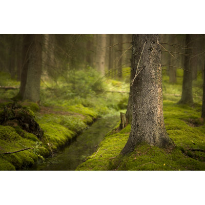 Magic Forest - Wrapped Canvas Print