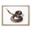 Close to a Rattle Snake in Abstract - Picture Frame Graphic Art Print-55680579-55680580