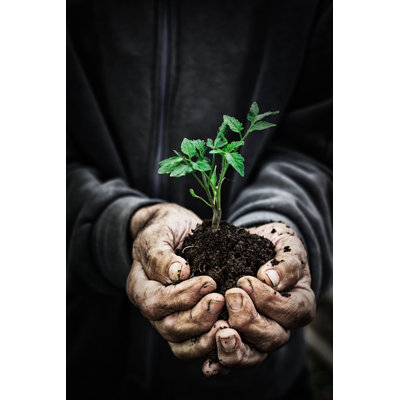 Growth And Development by Valentinrussanov - No Frame Art Prints on Canvas