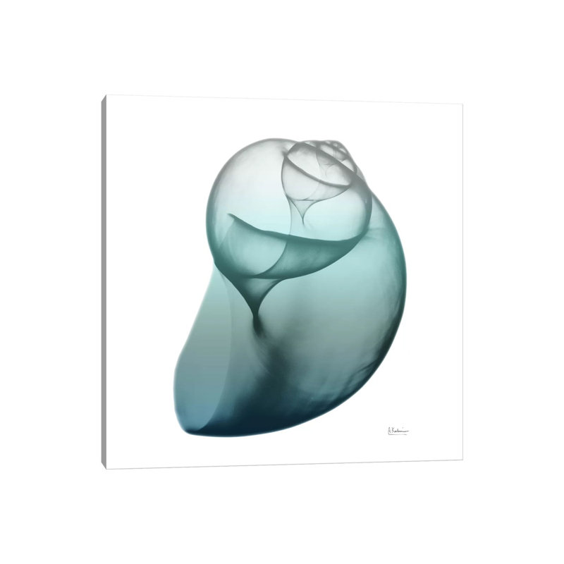 Water Snail III by Albert Koetsier - Wrapped Canvas Print, 30.48cm H x 30.48cm W x 1.91cm D
