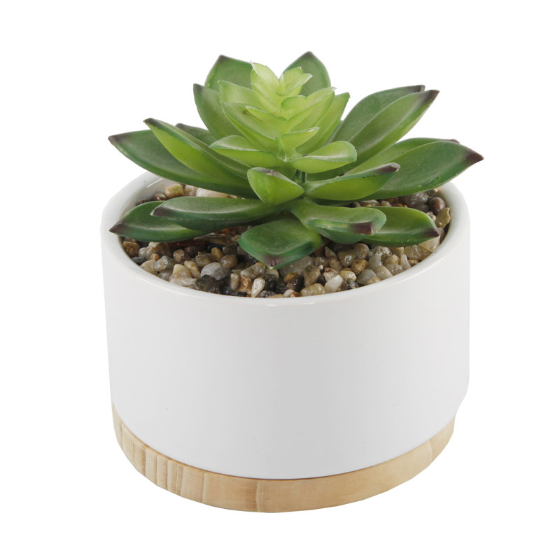 4.75'' Faux Agave Succulent in Pot, White