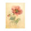 Art sur toile coquelicot bolognaise, Danhui Nai August-105629308
