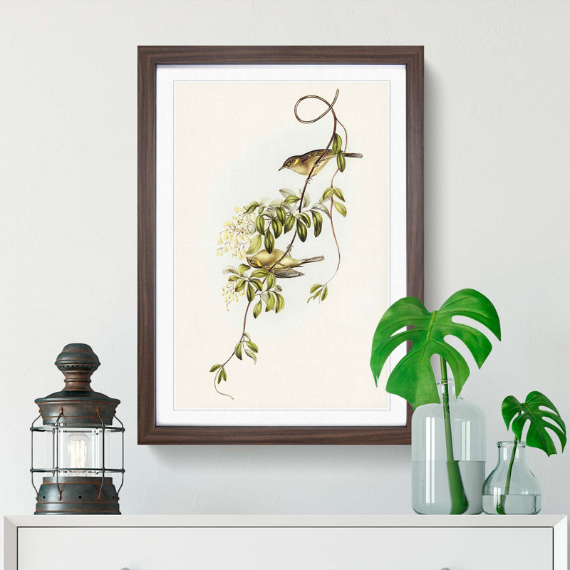 Fuscous Honeyeater Birds by Elizabeth Gould - Picture Frame Painting Print, 65cm H x 48cm W x 2cm D, Walnut Framed