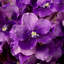 Orchid Faux Floral Arrangement in Vase-1275107143