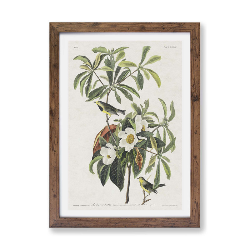 Bachmans Warbler Birds by John James Audubon - Framed Print, Walnut, 45cm H x 63cm W x 2cm D