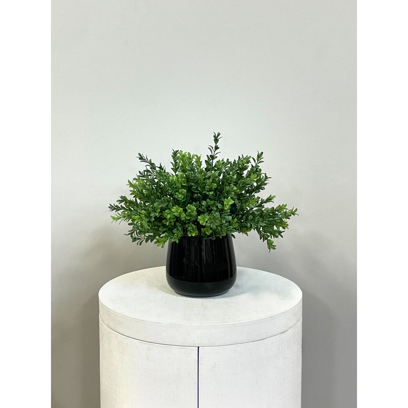 Faux Boxwood Plant in Glass Vase