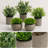 Small Artificial Potted Plants with Cement Pots