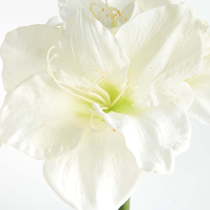 Barreto AMARYLLIS STEMS Set of 2, White