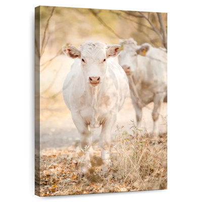 Vaches charolaises blanches