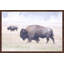 Parvez Taj - Single Picture Frame Print-19701333