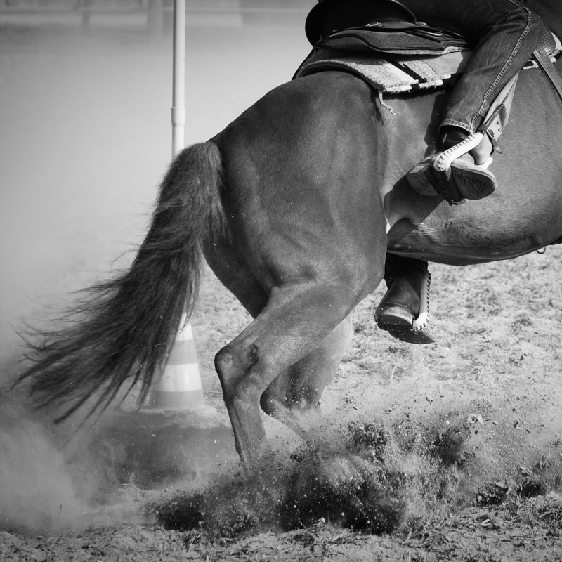 Horse In Action - Wrapped Canvas Print, 30cm H x 30cm W x 3.8cm D