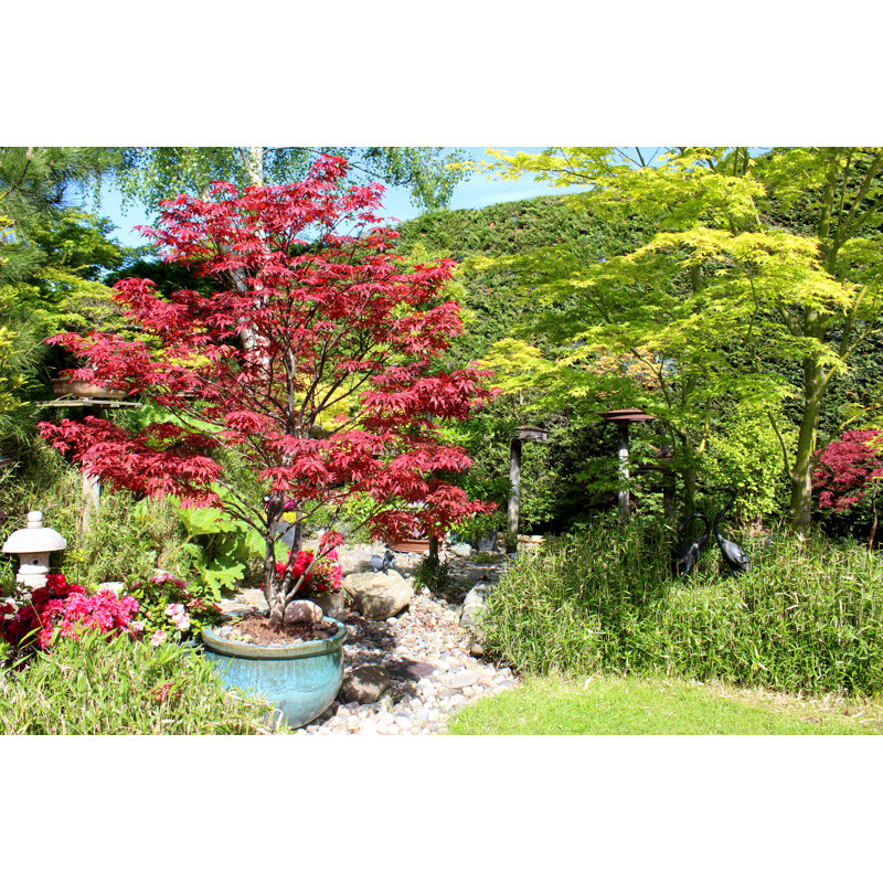 Image Of Japanese Garden With Red / Green Maples (Acer-Palmatum Trees) by Mtreasure - Print, 81cm H x 122cm W
