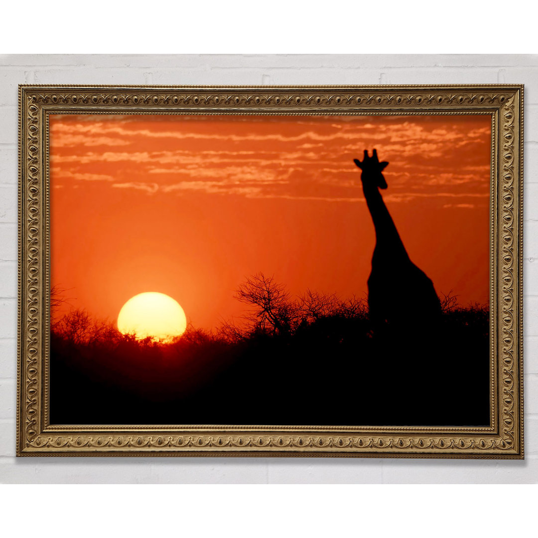 Afrikanische Giraffe bei Sonnenuntergang - Druck