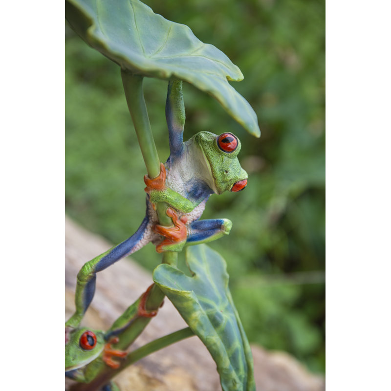 Lotus Leaf with Red-Eyed Tree Frog