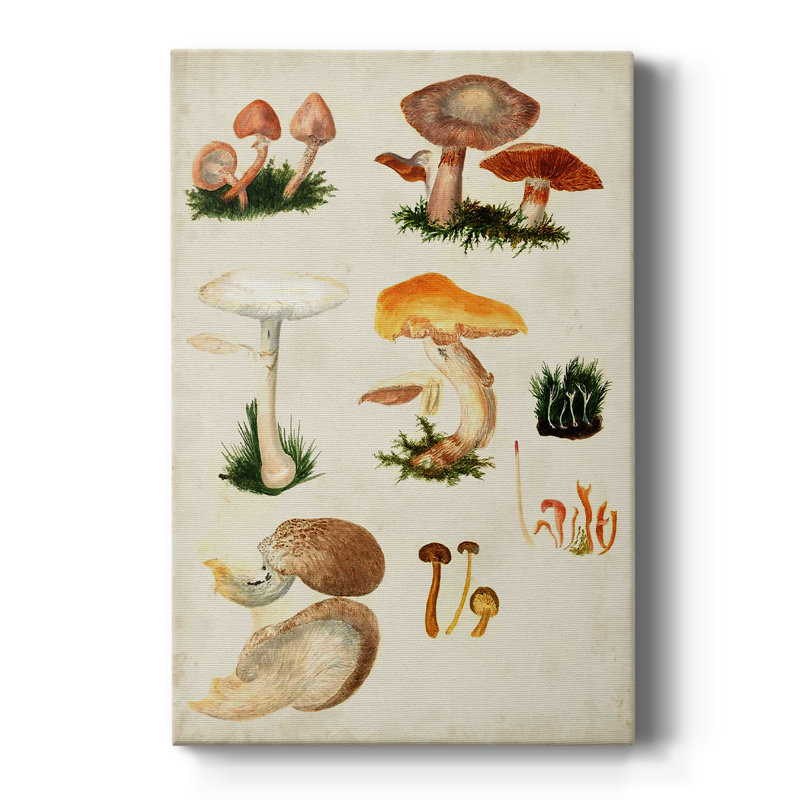 Mushroom Species IV - galerie sur mesure, H 18 po x l 12 po